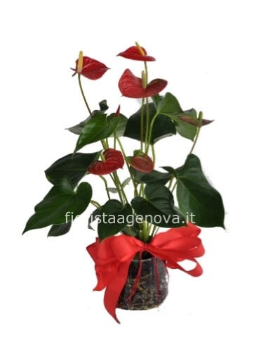 PIANTA DI ANTHURIUM ROSSO PIANTA DI ANTHURIUM ROSSO