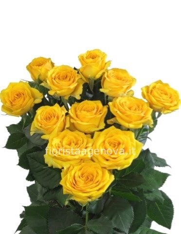 ROSE GIALLE A STELI ROSE GIALLE A STELI
