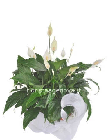 SPATHIPHYILLUM SPATHIPHYILLUM