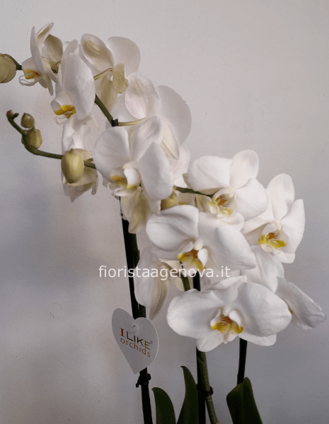 ORCHIDEA PHALAENOPSIS ORCHIDEA PHALAENOPSIS