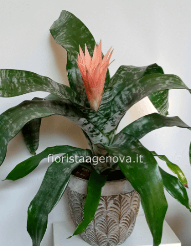 AECHMEA FASCIATA AECHMEA FASCIATA